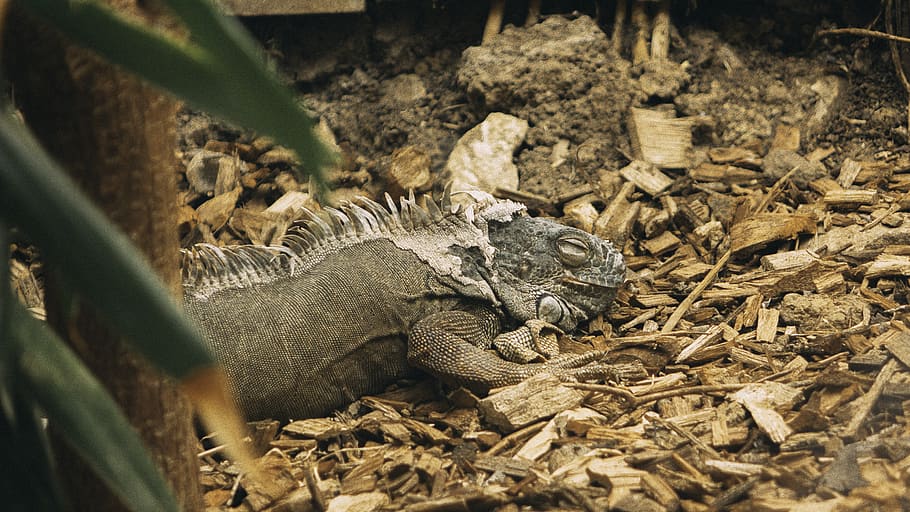 animal themes, reptile, animal wildlife, animals in the wild HD wallpaper