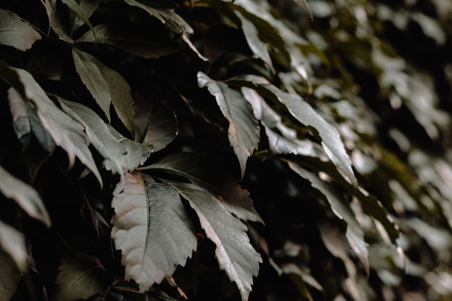 poland, lublin, leaf, plant part, full frame, close-up, nature HD wallpaper