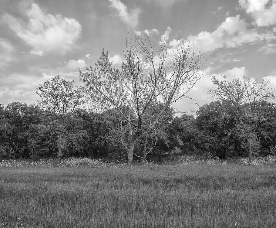 clouds, trees, country, landscape, plant, sky, cloud - sky HD wallpaper