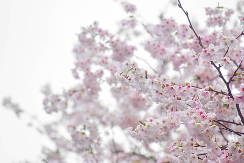 Download “The Beauty of Cherry Blossoms in Japan” Wallpaper