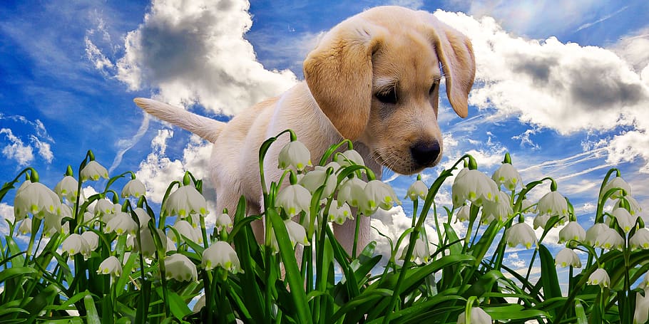 nature, spring, snowflake, flower, plant, blossom, bloom, bell HD wallpaper