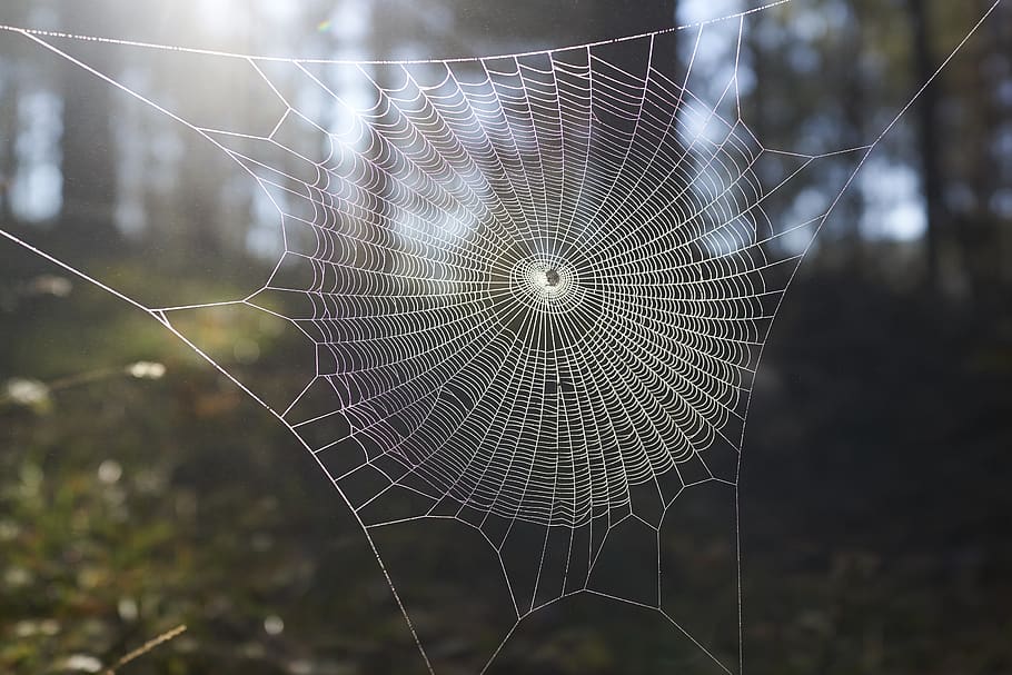 Spider webs 1080P, 2K, 4K, 5K HD wallpapers free download.