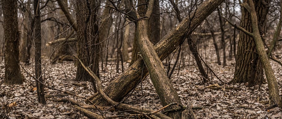 trees, branches, nature, forest, stump, woods, winter, fall HD wallpaper