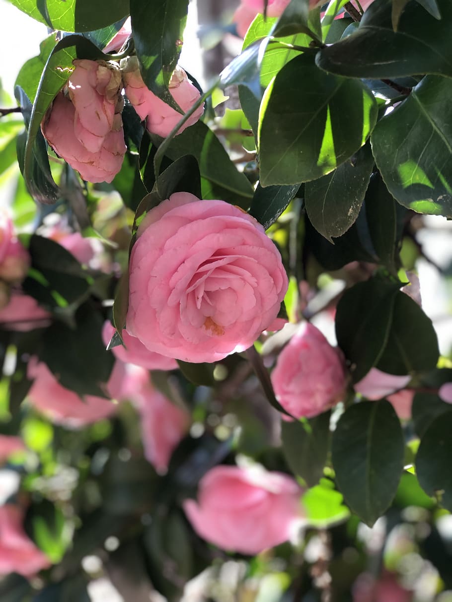 plant, beauty in nature, flower, freshness, growth, pink color HD wallpaper