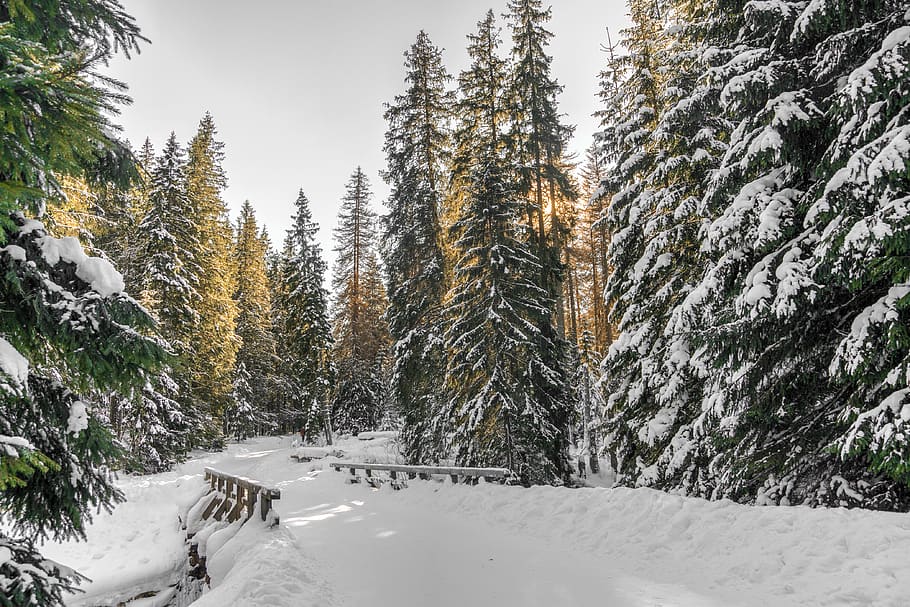 green pine trees covered with snow, cold temperature, winter HD wallpaper