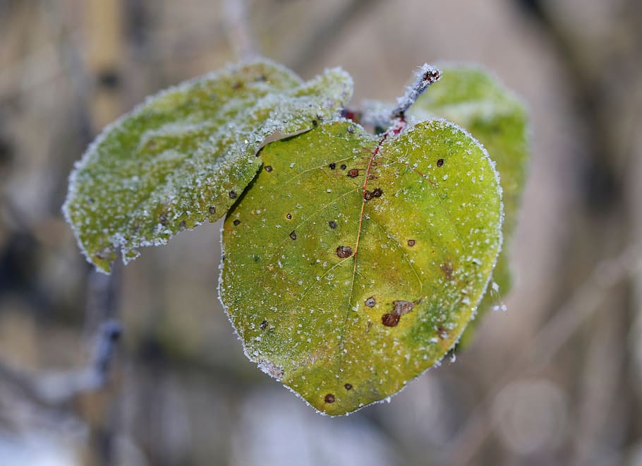 leaf, frozen, yellow, winter, cold, ice, snow, plant, close-up HD wallpaper