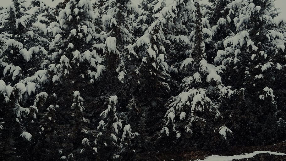 trees, forest, winter, alaska, beautiful landscape, chilly HD wallpaper
