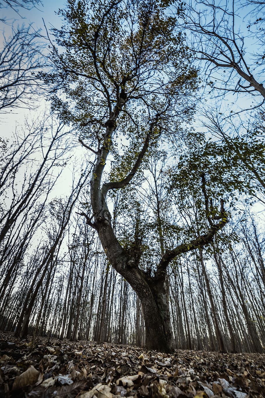 tree, plant, low angle view, land, tranquility, sky, beauty in nature HD wallpaper