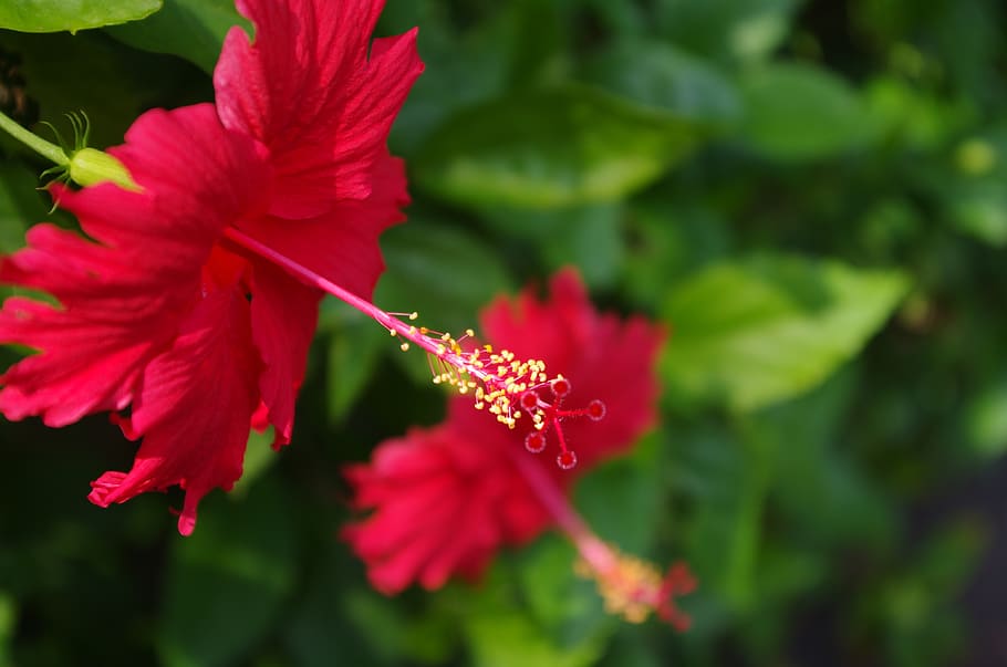 red flower, green, plant, fragility, vulnerability, flowering plant HD wallpaper
