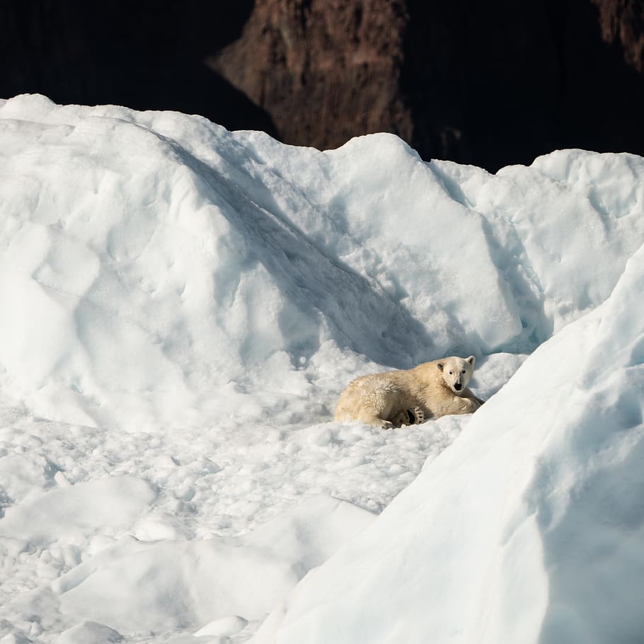 Hd Wallpaper Polar Bear Lying On Ice During Daytime Wildlife Animal