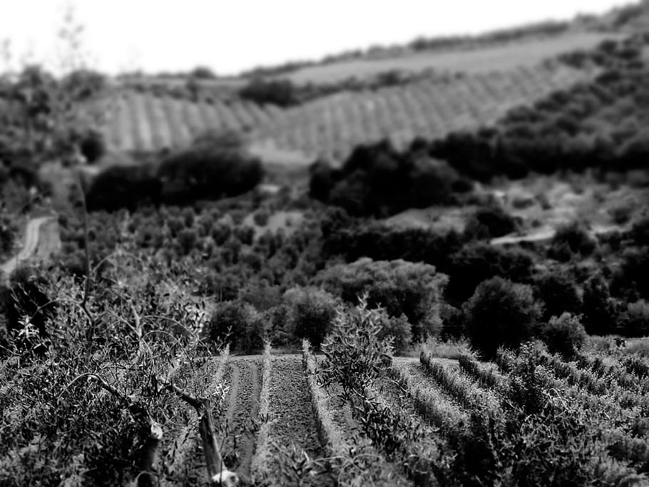 italy, plant, growth, nature, landscape, environment, day, no people HD wallpaper