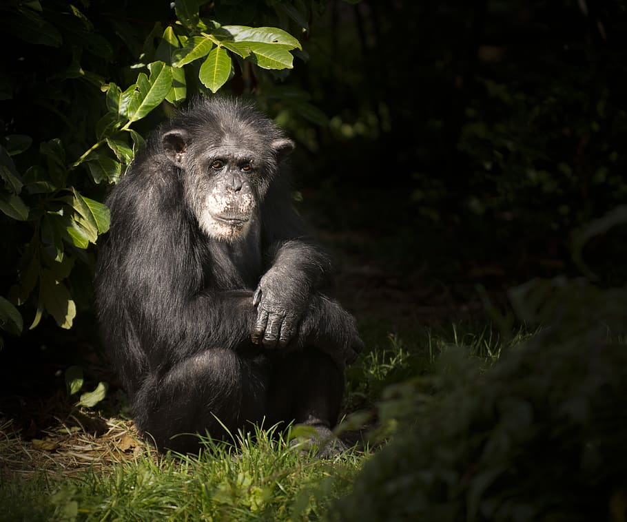 monkey, chimp, zoo, animal, animal wildlife, primate, animal themes HD wallpaper