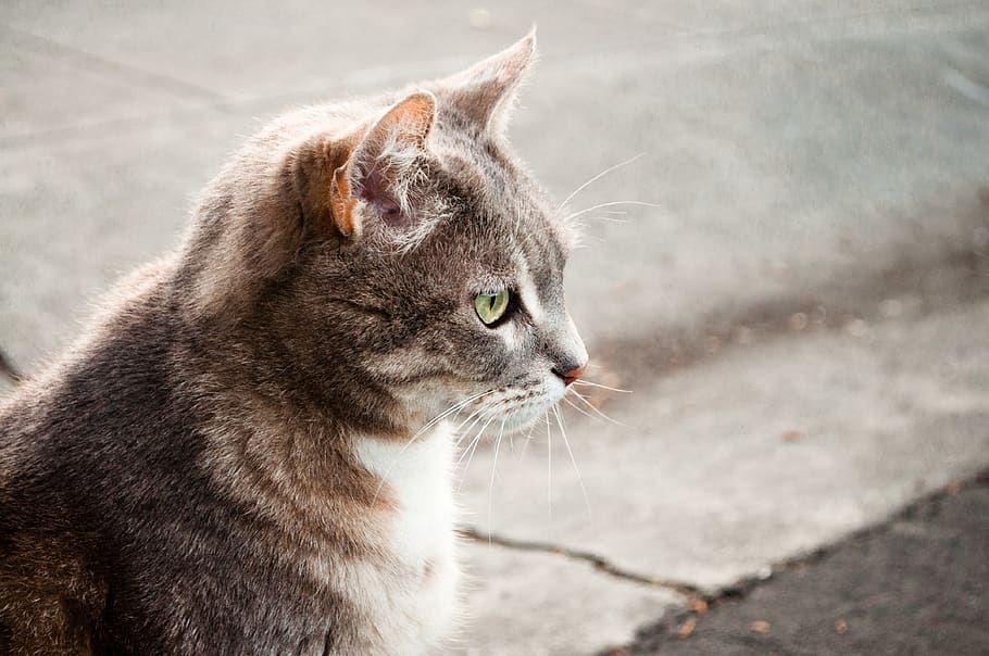 cat, animal, domestic, animal themes, mammal, pets, domestic cat HD wallpaper