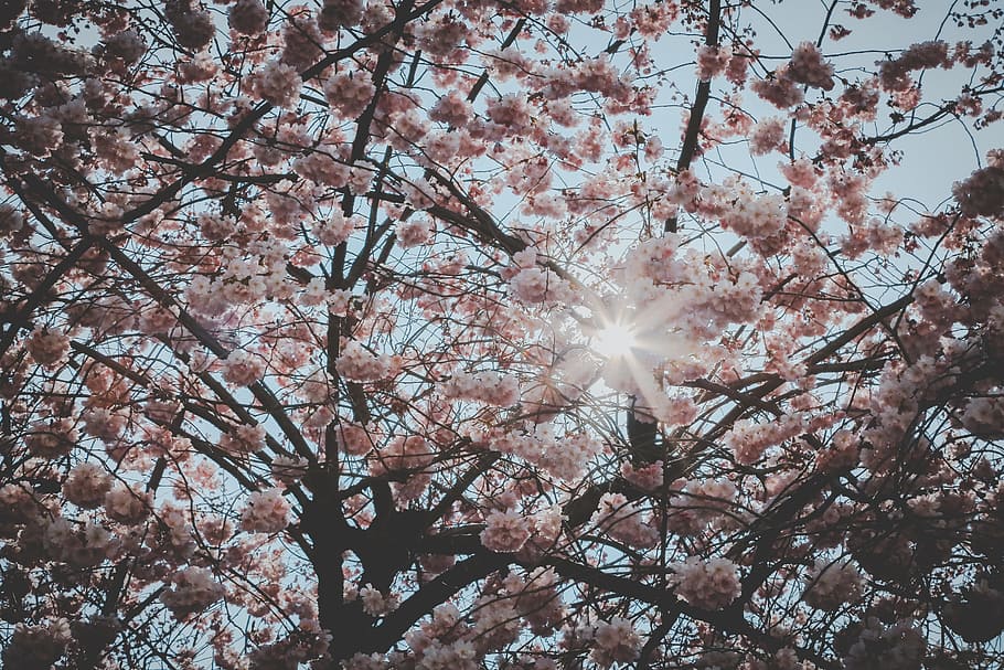 Cherry Blossom Tree, bloom, branches, flora, flowers, petals HD wallpaper