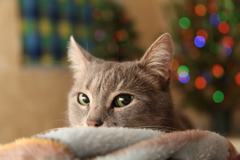 christmas tree, type, holiday, cat, gray cat, mustache, green eyes, HD wallpaper