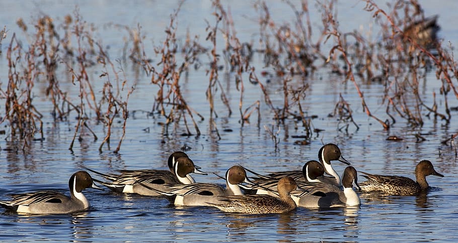 river, water, lake, flow, pintail, duck, bird, animal, nature HD wallpaper