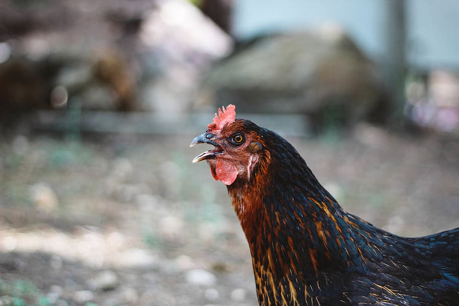 black, chiken, chicken - bird, livestock, animal themes, domestic animals HD wallpaper