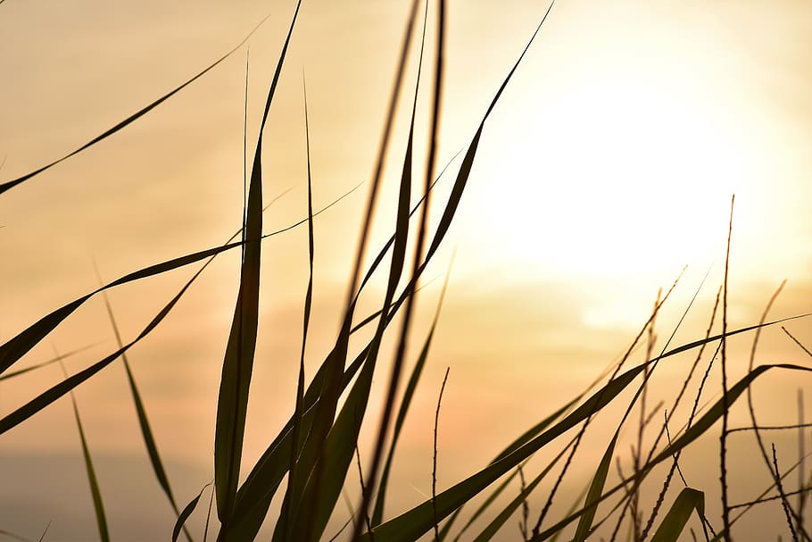 sunset, mood, backlighting, coast, landscape, grasses, france HD wallpaper