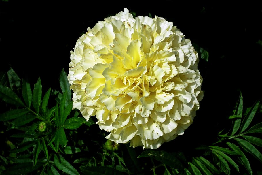 flower, marigold, white, summer, nature, garden, macro, blooms HD wallpaper