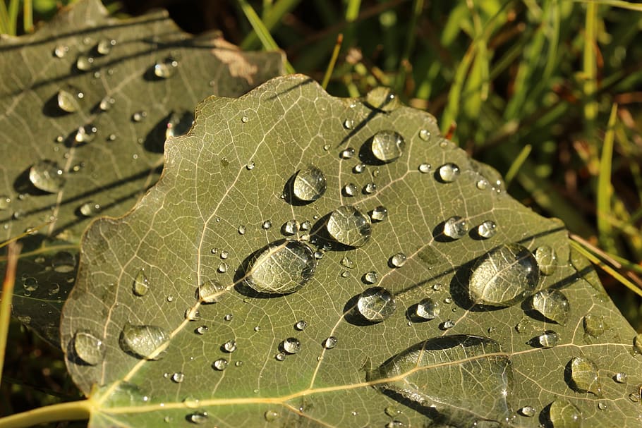 drip, water, morgentau, leaf, green, drop of water, mirroring HD wallpaper