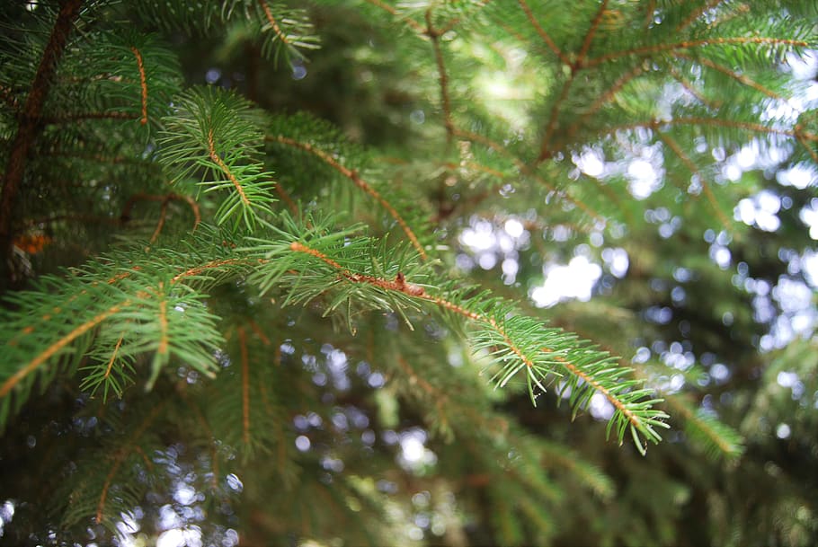 tree branches, plant, green color, growth, leaf, day, beauty in nature HD wallpaper