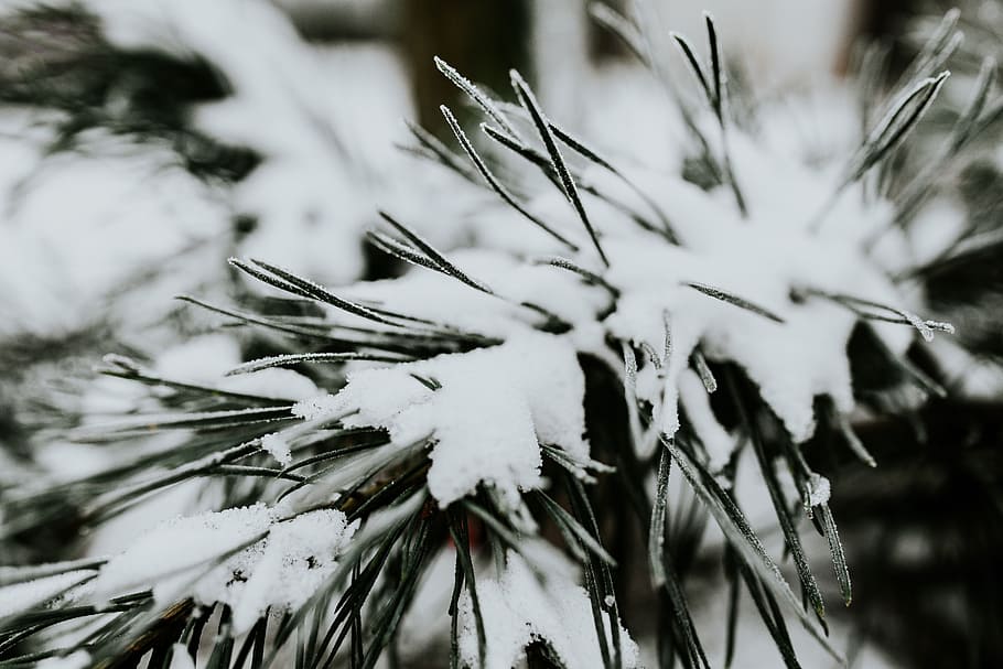 Close-ups of snowy trees, closeup, leaves, pine, twig, branch HD wallpaper