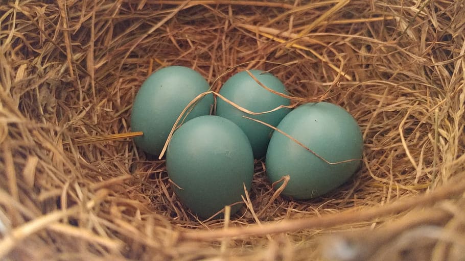 egg, eggs, robin, robin's eggs, blue nest, round, tan, brown, HD wallpaper