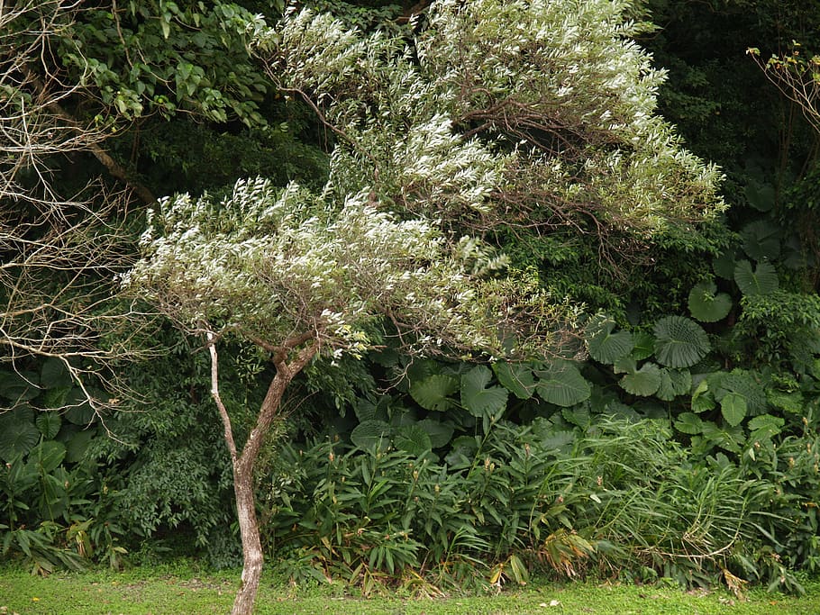 plant, tree, conifer, tree trunk, outdoors, fir, abies, flower HD wallpaper