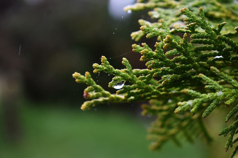 rain, tree, forest, live, life, plant, green color, growth HD wallpaper