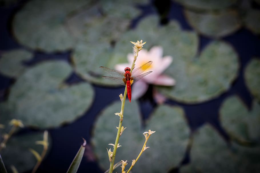iran, tehran province, darning, needle, water, pool, lily, waterlily HD wallpaper