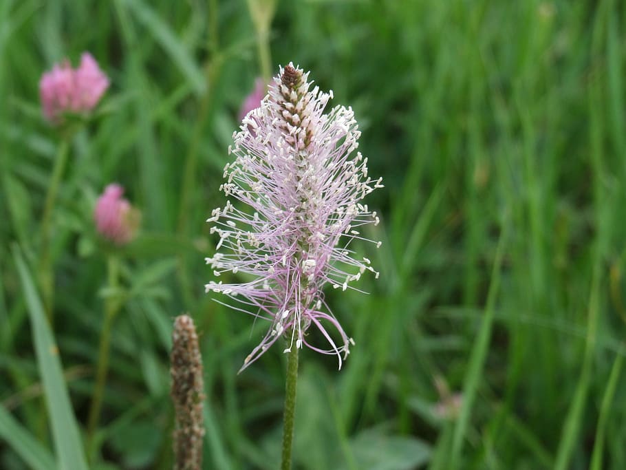 nature, plants, meadow, flower, flowering plant, growth, beauty in nature HD wallpaper