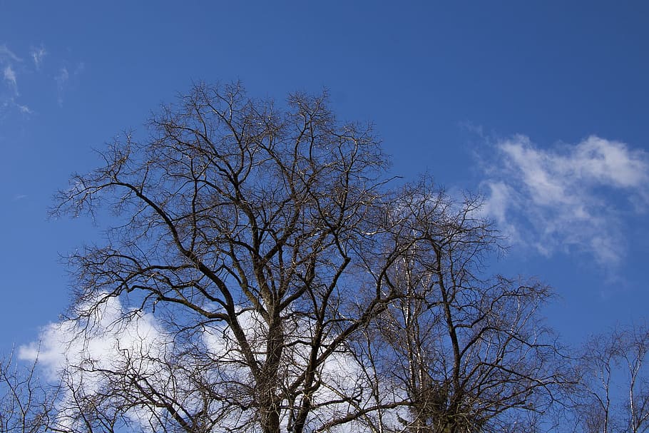fall, fallen, tree, dry, wood, wooden, nature, sky, low angle view HD wallpaper
