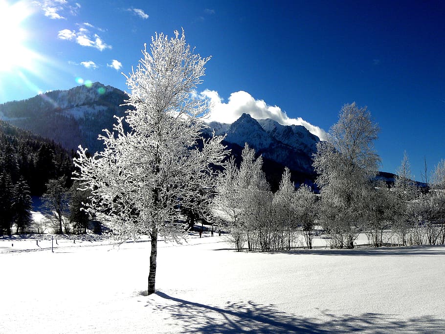White Tree and Mountain View, blue sky, cold, daylight, forest HD wallpaper