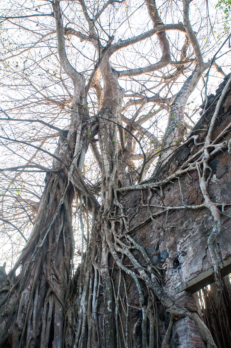 plant, root, tree, ramas, fergomez, embrujado, arbol, miedo HD wallpaper