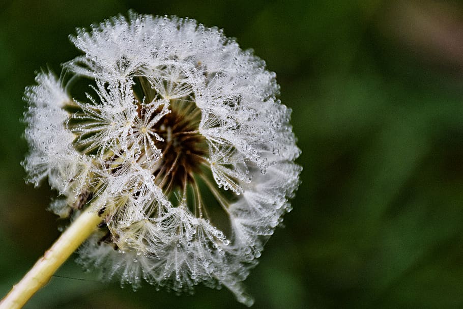 dew, lace, plant, daffodil, morning, web, woven, composition HD wallpaper