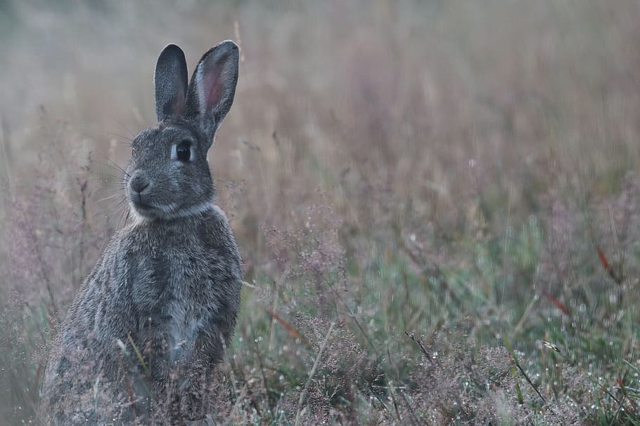 gray rabbit on green grass field, animal themes, one animal, mammal HD wallpaper