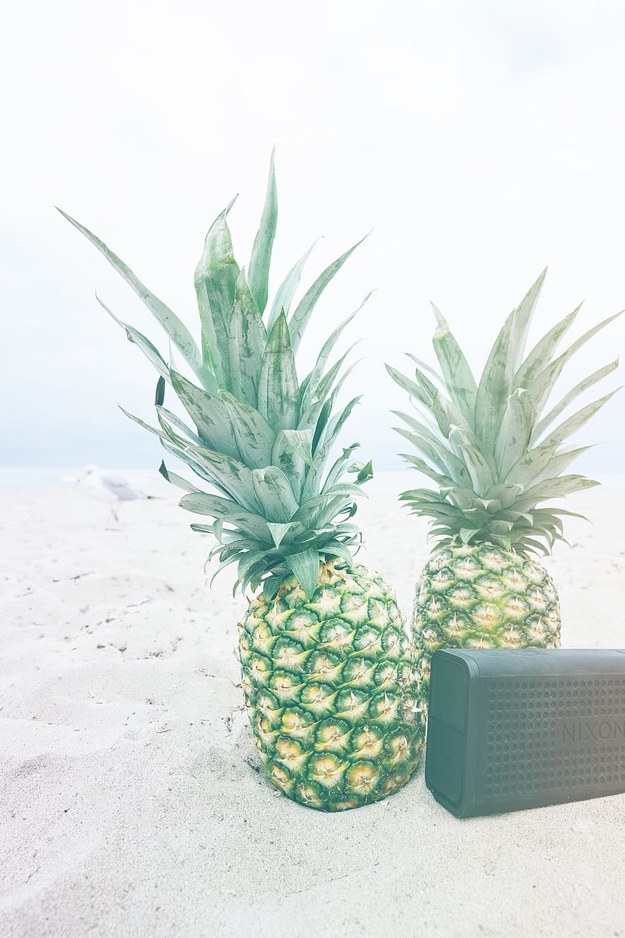 sand, bird, seagull, beach, pineapple, green color, tropical fruit HD wallpaper