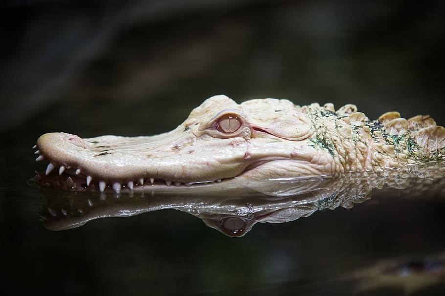Close Up of Alligator Head, albino, amphibian, animal, animal photography, HD wallpaper