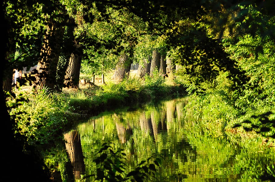 trees, forest, river, water, grass, wallpaper, hd wallpaper HD wallpaper