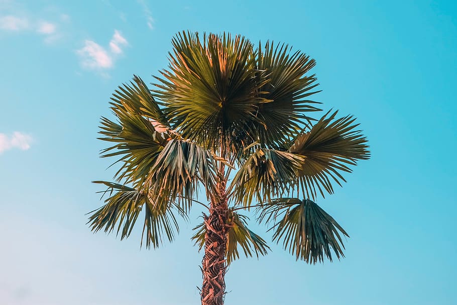 green palm tree, sky, tropical climate, plant, low angle view HD wallpaper