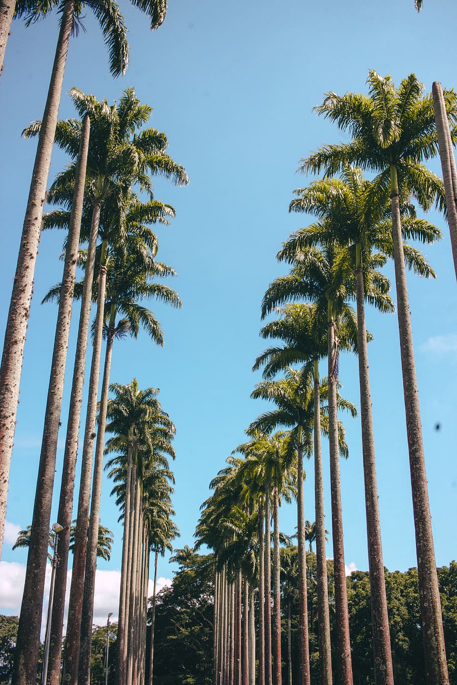 trees, blue, sky, sky blue, day, palm tree, plant, tropical climate HD wallpaper