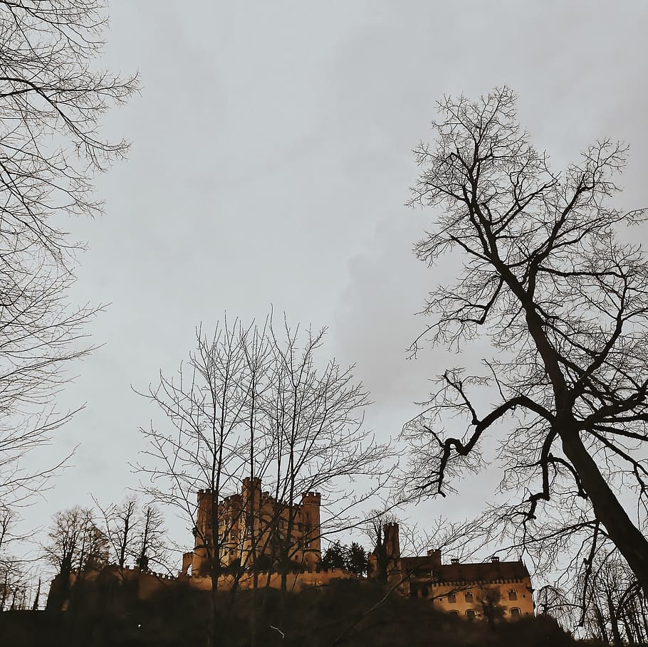 tree, plant, tree trunk, building, architecture, steeple, tower HD wallpaper