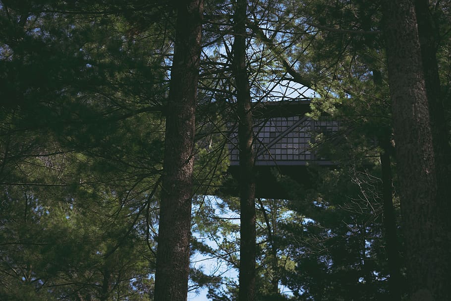 building, architecture, nature, forest, modern, design, glass HD wallpaper
