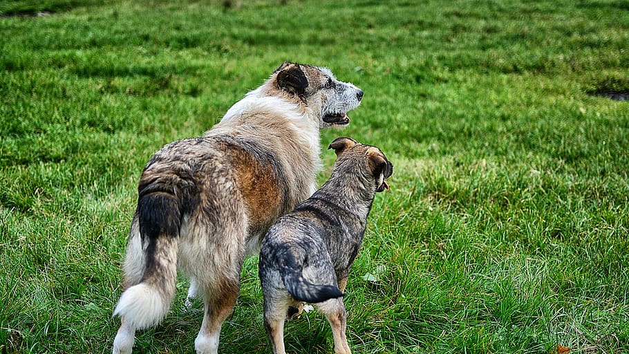 dog, friend, grass, animal, animal themes, mammal, group of animals HD wallpaper