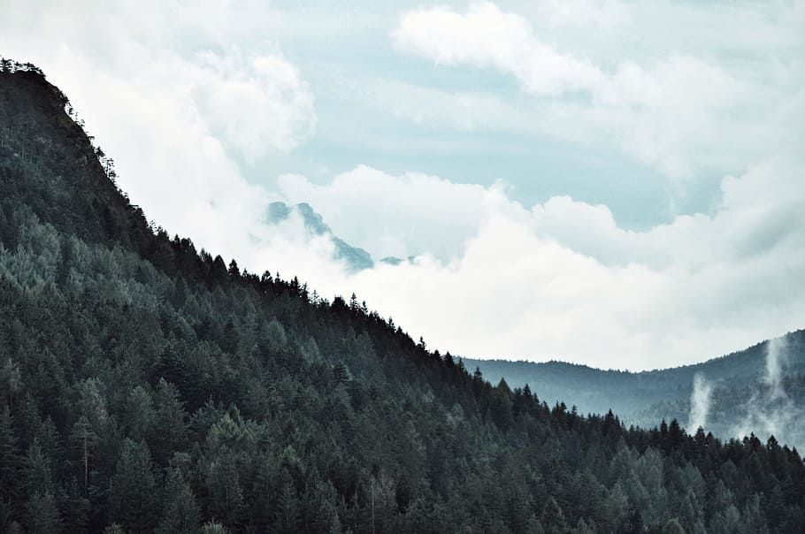 Aerial View Photography of Forest, clouds, conifer, daylight HD wallpaper