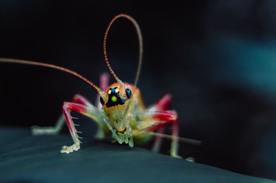 grasshopper, macro, animal, insect, animals, insects, green HD wallpaper