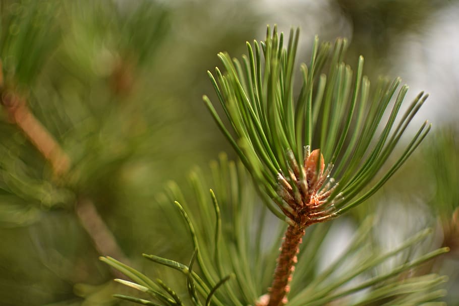 tree, detail, forest, macro, needle, nature, plant, growth HD wallpaper