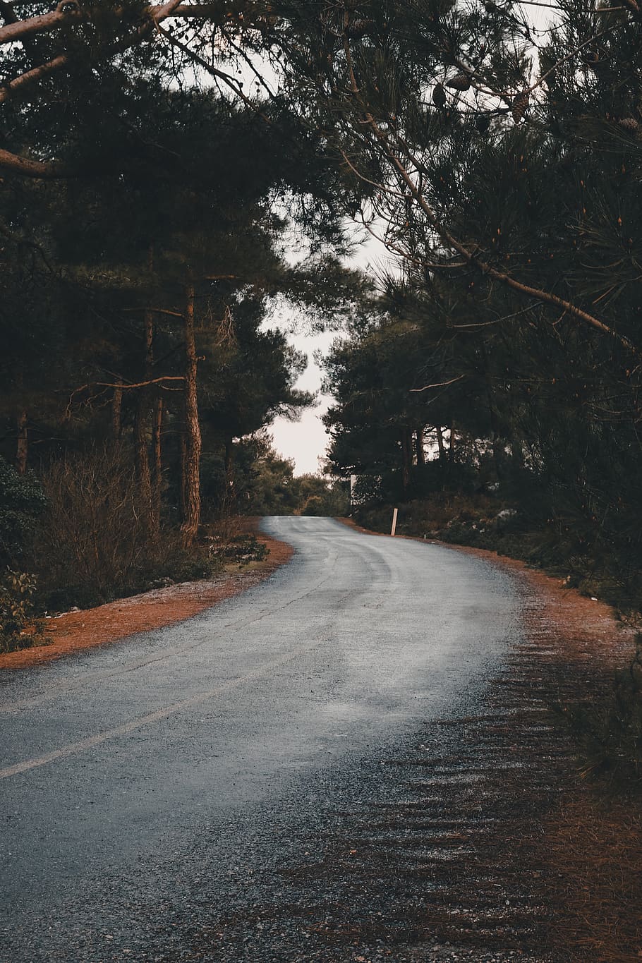 empty road near trees, direction, plant, the way forward, transportation HD wallpaper