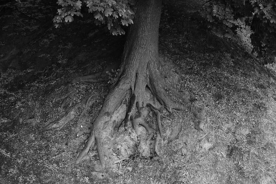 tree, root, roots, ground, black and white, rhizome, rootstock HD wallpaper