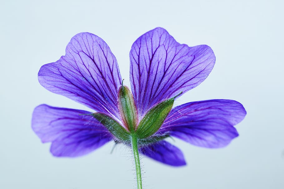 Green and 5 Petaled Purple Flower, bloom, blossom, blue, botany HD wallpaper